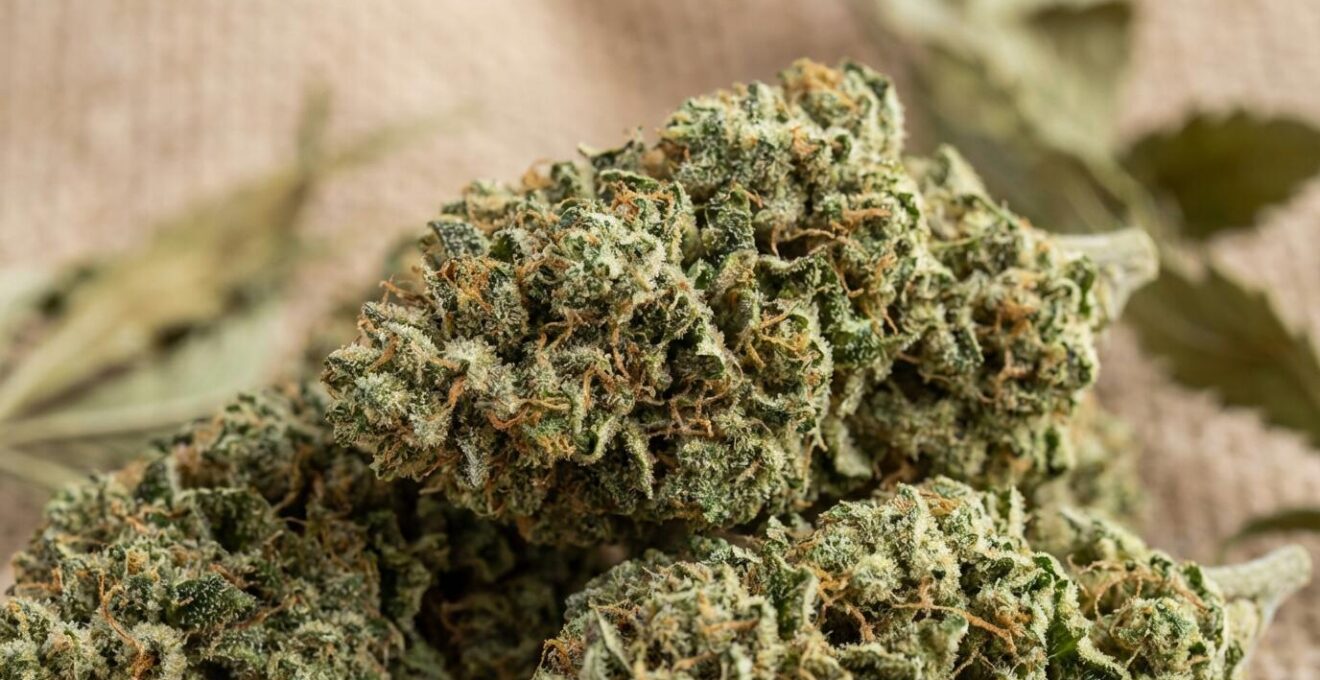 Fleurs de chanvre CBD de qualité montrant leurs trichomes naturels